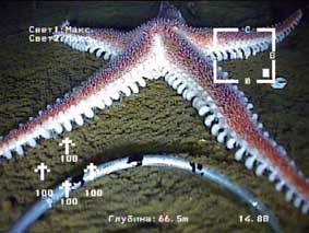 Подводные съемки микророботом ГНОМ,  Белое море