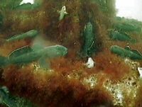 2016-11-09 Подводный аппарат «ГНОМ» исследует зимние нерестилища сига